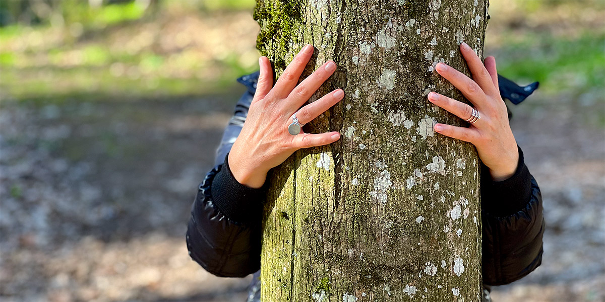 Connexion arbre en foret bourguignonne