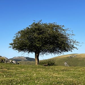 Apaiser son stress et ses angoisses auprès d'un arbre