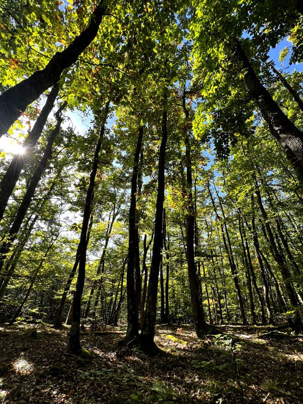 Sous bois forestier par temps ensoleillé